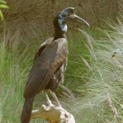 Abyssinian Ground-Hornbill